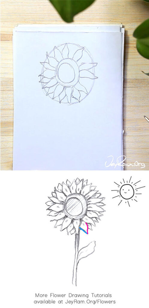 How to Draw a Sunflower