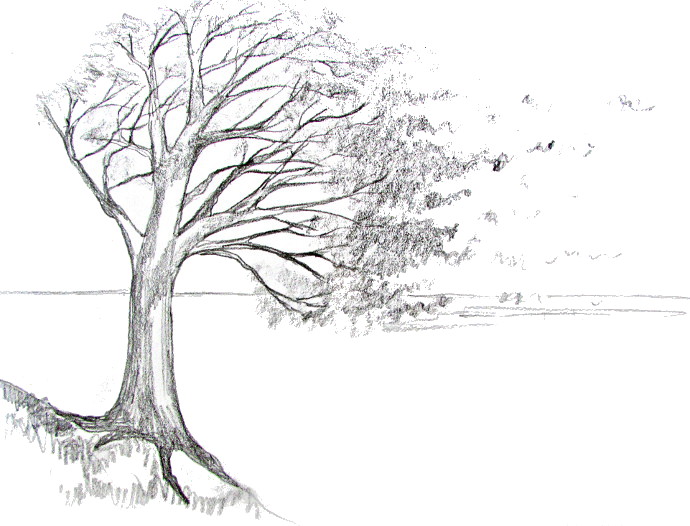 How to Draw a Tree