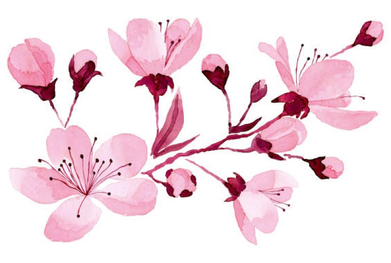 watercolor Drawing Flowers